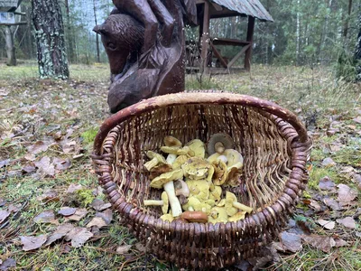 Где собирать грибы в Нижегородской области в октябре 2022 года - 6 октября  2022 - nn.ru