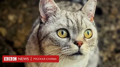 красивые картинки про кошек на аву 2024 | ВКонтакте