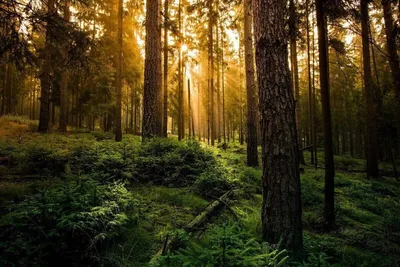 Красивые фото леса 79 фото