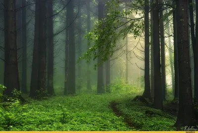 Самые красивые леса Германии: ТОП-4