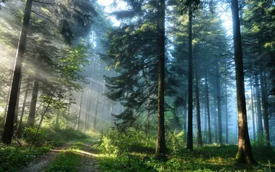 Красивый фон леса - фото и картинки: 69 штук