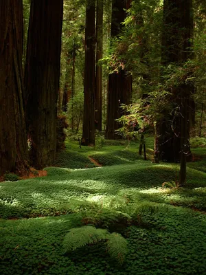 Красивый зеленый лес - 71 фото