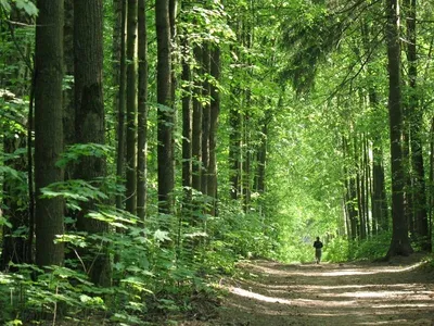 Красивые леса - фото и картинки: 34 штук
