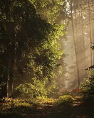 Небольшой поток леса. Красивые пейзажи природы осени Стоковое Изображение -  изображение насчитывающей ясность, гора: 196935051