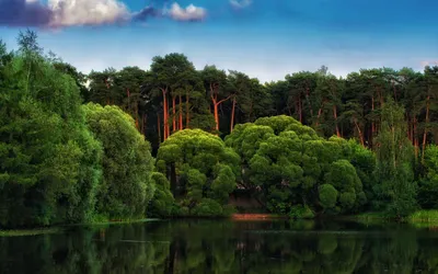 Красивый лес и небо - 71 фото
