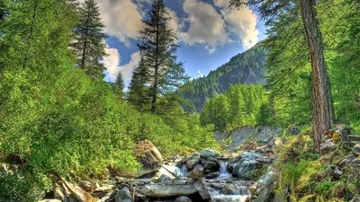 Нереально красивый лес в России …» — создано в Шедевруме