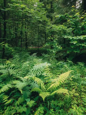 Красивая панорама леса стоковое фото. изображение насчитывающей листво -  104025216