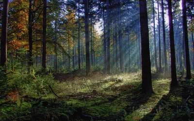 8 самых красивых лесов Европы, в которых стоит побывать, пока их не  вырубили | BroDude.ru