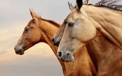 Обои на рабочий стол Тройка красивых лошадей в профиль на светлом фоне  неба, обои для рабочего стола, скачать обои, обои бесплатно