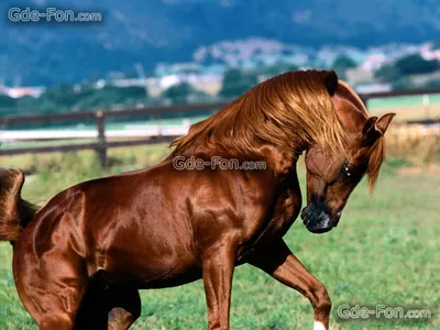Скачать обои лошади бесплатно для рабочего стола в разрешении 1600x1200 —  картинка №141796 | Horses, Beautiful horses, Most beautiful horses