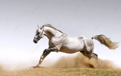 красивые лошади красивые красивые животные Фото Фон И картинка для  бесплатной загрузки - Pngtree
