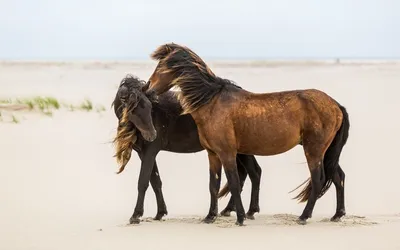 Обои на рабочий стол Пара красивых лошадей на пляже, обои для рабочего стола,  скачать обои, обои бесплатно