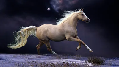 картина лошадь в лесу, картинки красивых лошадей, лошадь, животное фон  картинки и Фото для бесплатной загрузки