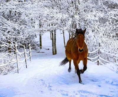 Обои на рабочий стол с лошадьми - фото и картинки abrakadabra.fun