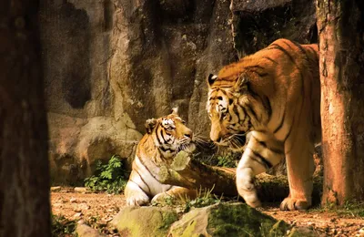 Лев и тигр - красивые фото