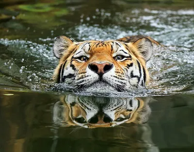 Блоги: Тигры – дикий животный магнетизм (Notolerance) - Fanat1k.ru