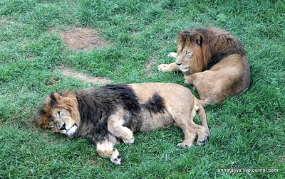Лев и львица, портрет красивые львы, львы в Da Стоковое Изображение -  изображение насчитывающей семья, король: 63651525
