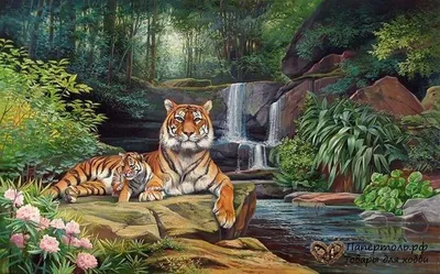 Тигры (продолжение) » uCrazy.ru - Источник Хорошего Настроения