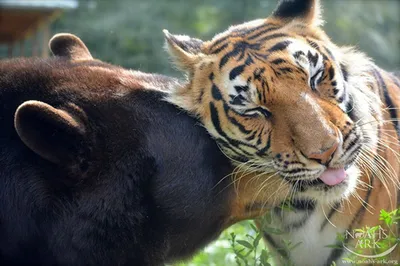 Тигр под водой | Animal photography, Water animals, Animals beautiful