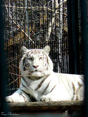 Нереально красивые малыши белого льва и белой тигрицы! | Фото животных,  Фото малышей, Белые львы