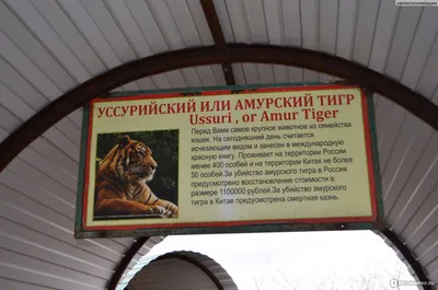 Крым, Белогорск, парк львов \"Тайган\" - «Парк \"Тайган\" подарил нам море  позитивных эмоций!!! Здесь вы увидите самых необычных животных из разных  уголков планеты! Не нужно ехать в Африку, чтобы увидеть жирафа, фламинго