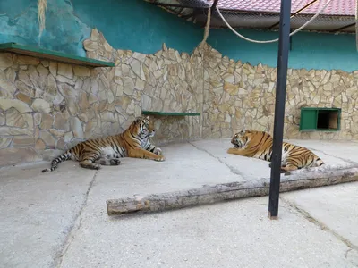 Каморка мамы Тани: Новосибирский зоопарк. Большие коты