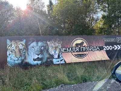 Крым, Белогорск, парк львов \"Тайган\" - «О этот дивный тигрино-львиный мир!  Щедро делюсь впечатлениями, советами и фотографиями!» | отзывы