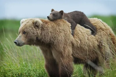 Самые красивые фото медведей | ⭐ ТопКафе | Дзен