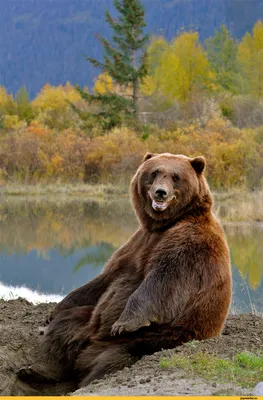 Самые красивые медведи со всей планеты. | NEON | Дзен