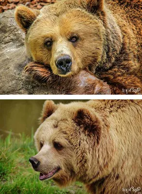Самые красивые фото медведей | ⭐ ТопКафе | Дзен