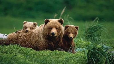 Красивые Медведь Из Хлопка С Покрытием — стоковые фотографии и другие  картинки Финляндия - Финляндия, Медведь, Весна - iStock