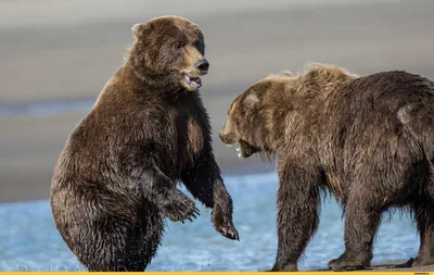 Картинки на тему #Медведь - в Шедевруме