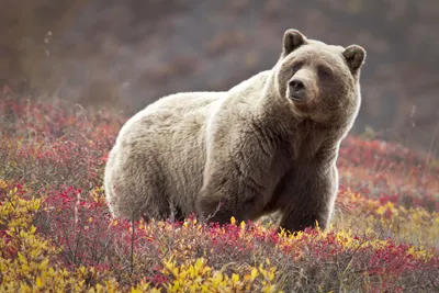 Красивый медведь в природе смотря среду обитания в Германии Стоковое  Изображение - изображение насчитывающей пленник, красивейшее: 104834103