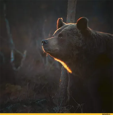 Красивый медведь в природе смотря среду обитания в Германии Стоковое  Изображение - изображение насчитывающей германия, новичок: 104834027