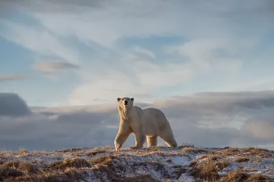 Красивая фотоистория про медведей