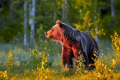 Вы знаете, где живут самые красивые в мире бурые медведи? Поговаривают, что  их бабушка согрешила с белым... | Путешествия с Финвалом | Дзен