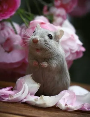 Красивая антроморфная мышь девочка в…» — создано в Шедевруме