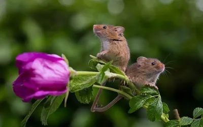 Красивые мыши охватывают друг друга. Животные в любви охватывают. Хватка.  Крыса. Хорошие пары. Иллюстрация вектора Иллюстрация вектора - иллюстрации  насчитывающей счастливо, объятия: 196968734