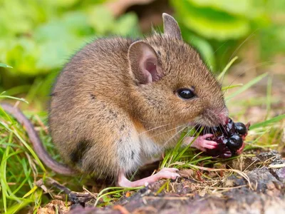 Мышь или хомяк очень красивый животное Стоковое Фото - изображение  насчитывающей содружественно, монгол: 209637696