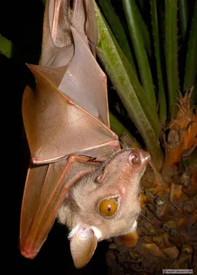 Самые красивые летучие мыши в мире (+ ФОТО) | Bat species, Most beautiful  animals, Fruit bat
