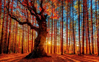 Цветные деревья в лесу осенью Стоковое Фото - изображение насчитывающей  октябрь, экологичность: 159686050