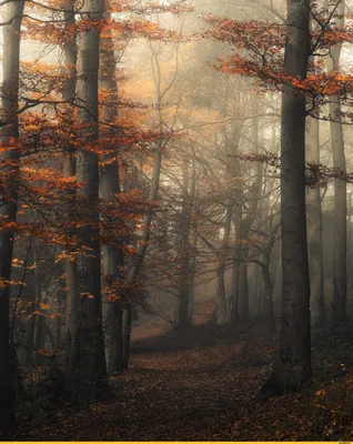 Красивый осенний лес - фото и картинки: 32 штук