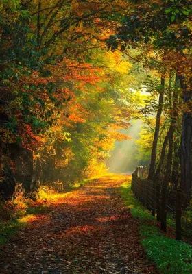 Осенний лес пейзаж (47 фото) - 47 фото