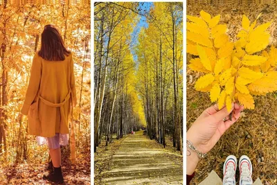 Осенний лес, желтая листва летит | Лес, Осенние фотографии, В лес