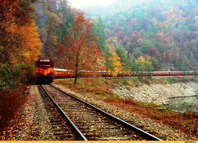 Осенний лес в Северной Каролине / лес :: фото :: Осень :: пейзаж :: Природа  (красивые фото природы: моря, озера, леса) / смешные картинки и другие  приколы: комиксы, гиф анимация, видео, лучший интеллектуальный юмор.