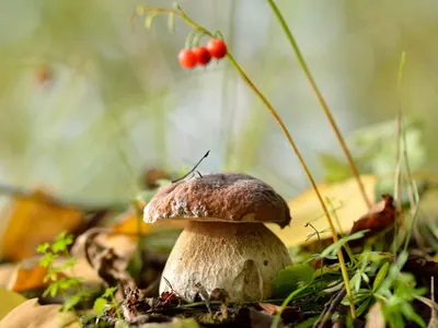 Осень в лесу. Photographer Valeriya Moroz