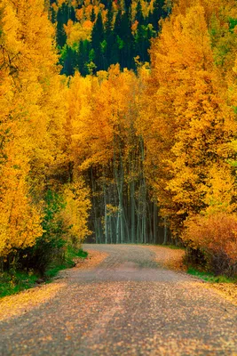 Осень в лесу картинки - 63 фото
