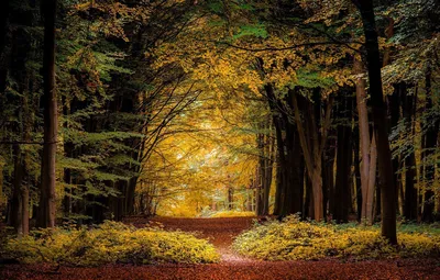Осенний пейзаж осень в лесу - 57 фото