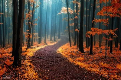 Осень в лесу. Шигонский район | Красивые места Самары и области | ВКонтакте