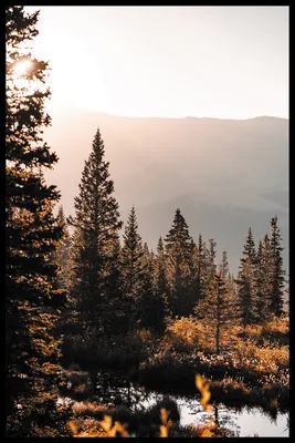 Обои Времена года Осень Леса Березы Тропа Листья Деревья Природа Картинка  #393023 Скачать | Пейзажи, Осенний пейзаж, Фотографии деревьев